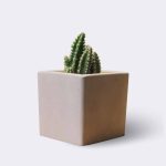 cactus2 free img 150x150.jpg