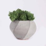 plant4 free img 300x300.jpg